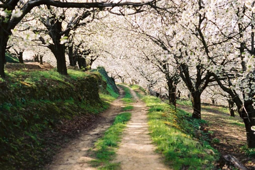 Casa Rural El Campanario Jerte Εξωτερικό φωτογραφία